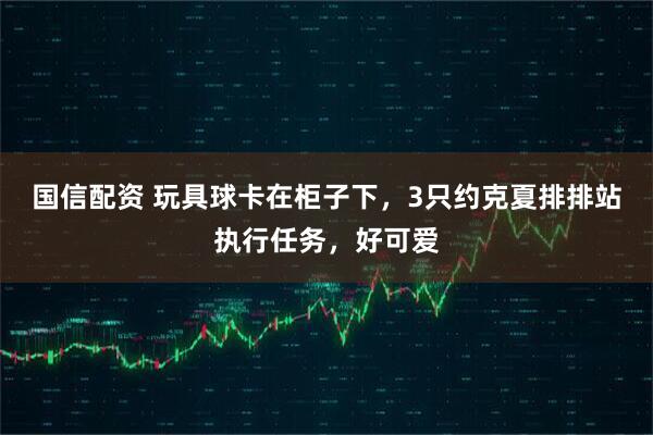 国信配资 玩具球卡在柜子下，3只约克夏排排站执行任务，好可爱